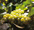 mini_vignoble